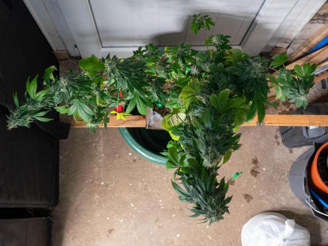Cino's Ayahuasca Purple. Week 16