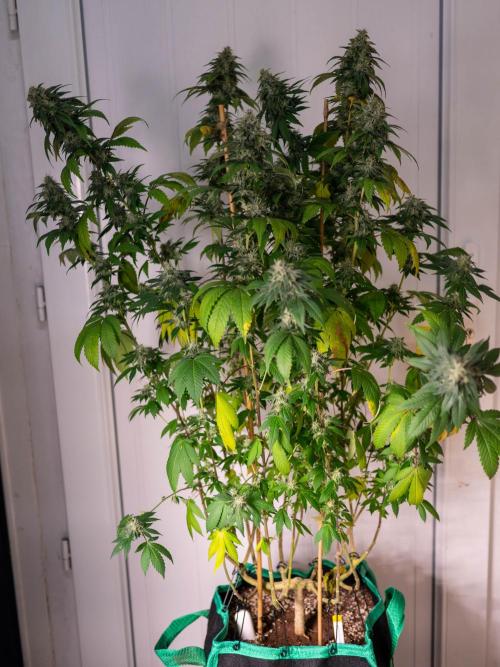 Cino's Ayahuasca Purple. Week 16