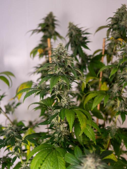 Cino's Ayahuasca Purple. Week 16