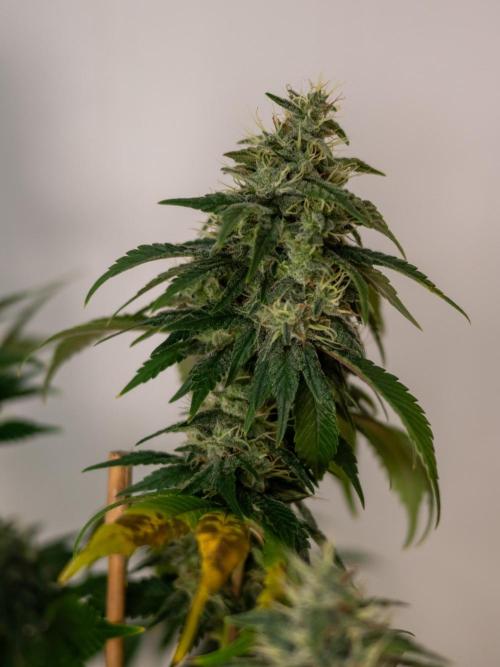 Cino's Ayahuasca Purple. Week 16