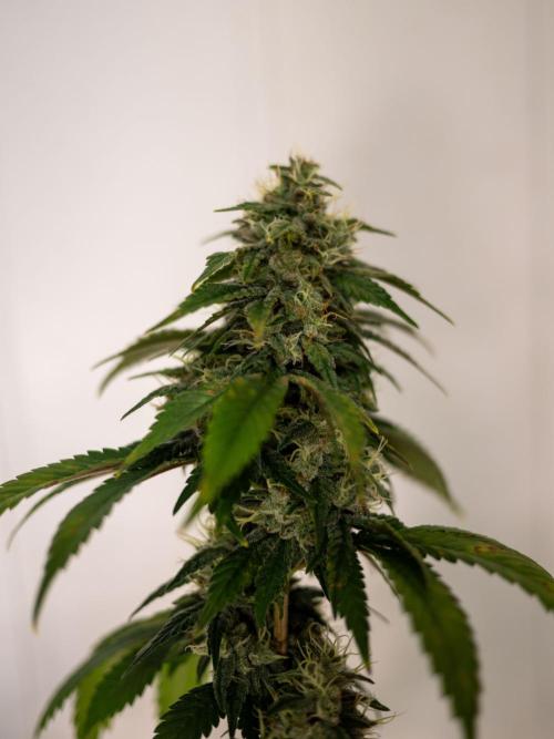Cino's Ayahuasca Purple. Week 16