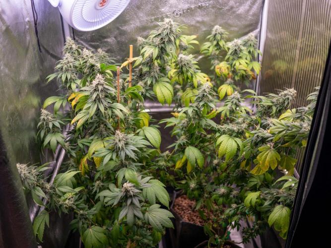 Cino's Ayahuasca Purple. Week 16
