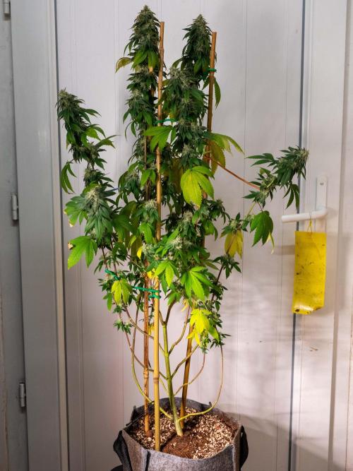 Cino's Ayahuasca Purple. Week 16