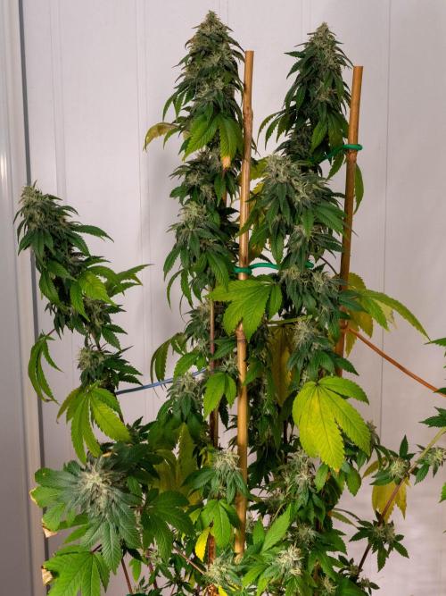 Cino's Ayahuasca Purple. Week 16