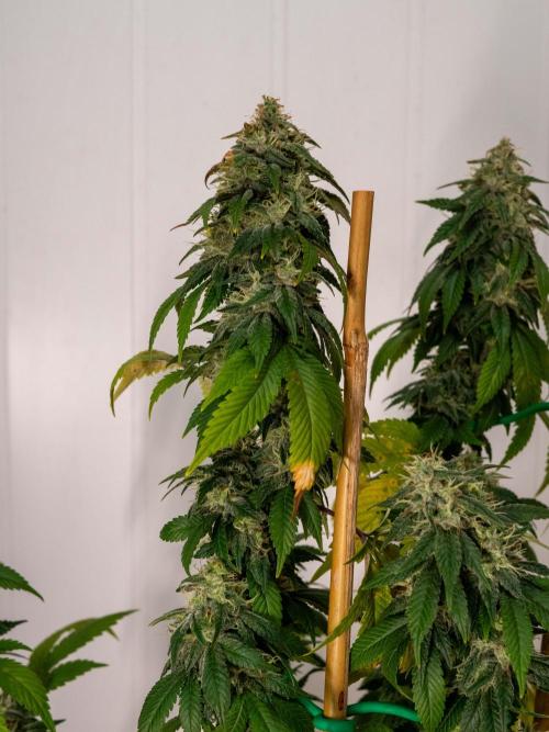 Cino's Ayahuasca Purple. Week 16