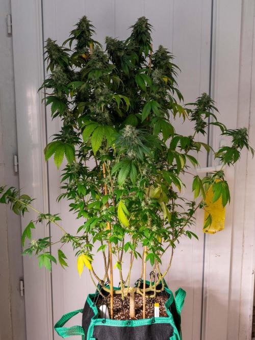 Cino's Ayahuasca Purple. Week 16