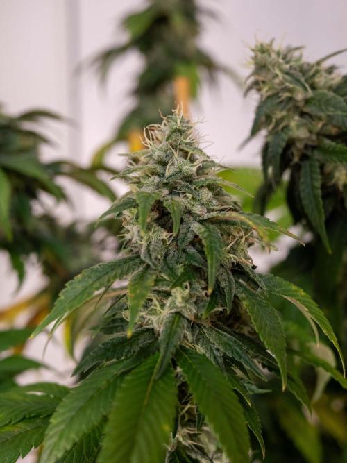 Cino's Ayahuasca Purple. Week 16