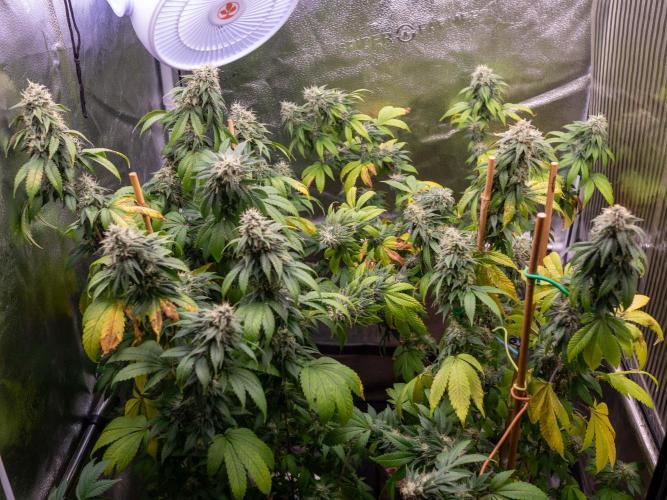 Cino's Ayahuasca Purple. Week 16