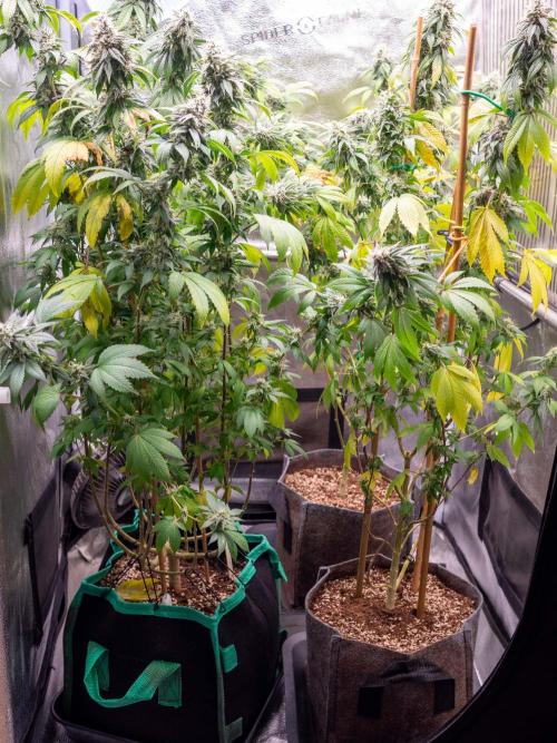Cino's Ayahuasca Purple. Week 16