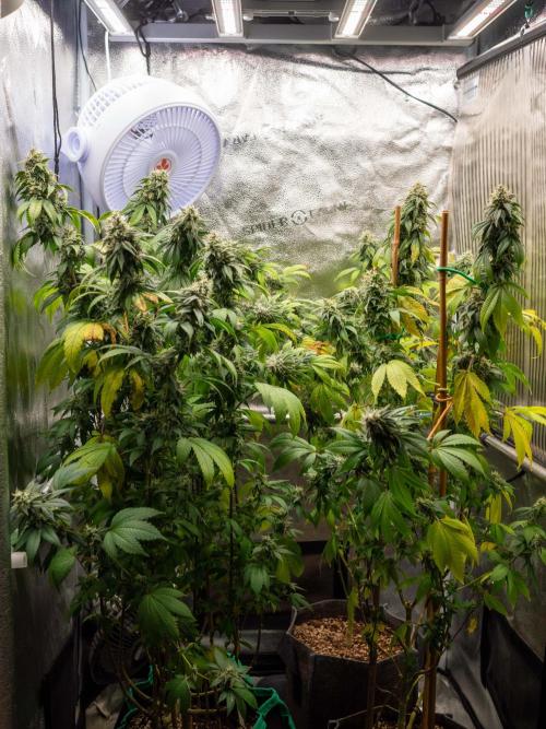 Cino's Ayahuasca Purple. Week 16