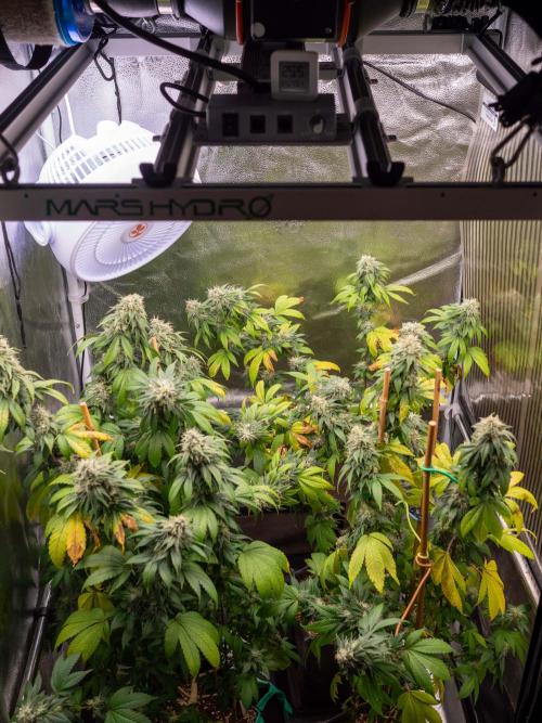 Cino's Ayahuasca Purple. Week 16