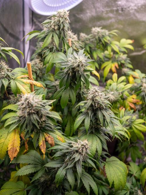 Cino's Ayahuasca Purple. Week 16