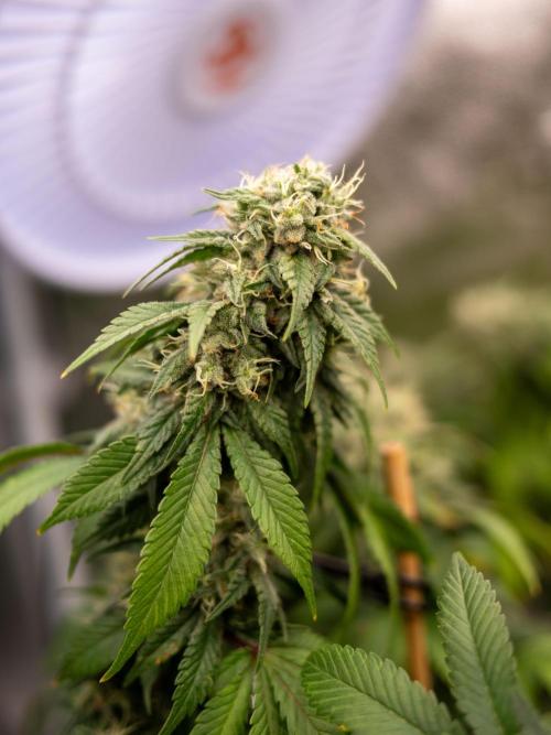 Cino's Ayahuasca Purple. Week 16