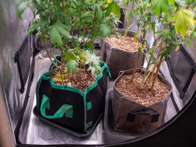 Cino's Ayahuasca Purple. Week 16