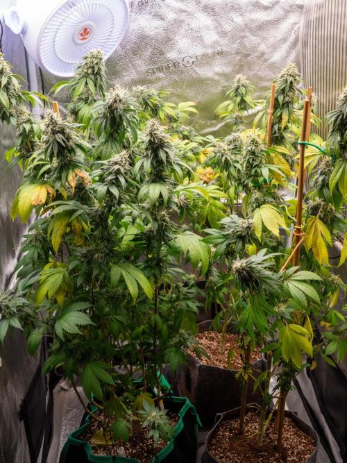 Cino's Ayahuasca Purple. Week 16