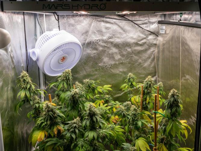 Cino's Ayahuasca Purple. Week 16