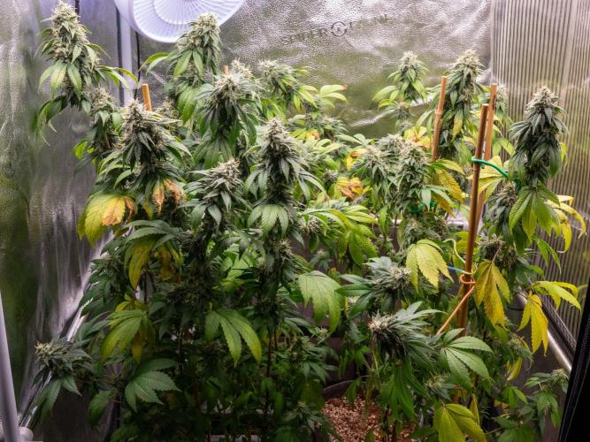 Cino's Ayahuasca Purple. Week 16