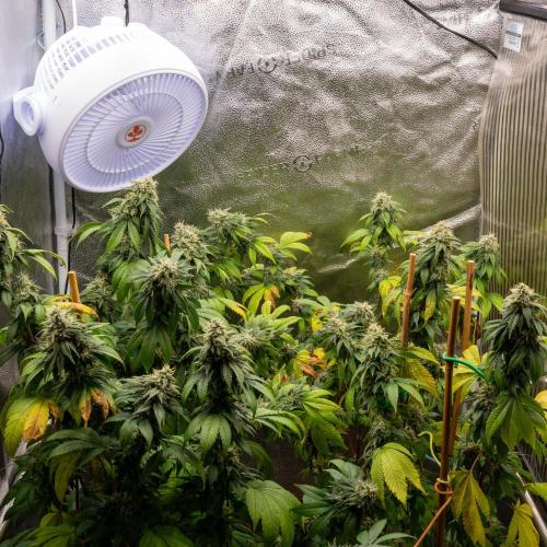 Cino's Ayahuasca Purple. Week 16