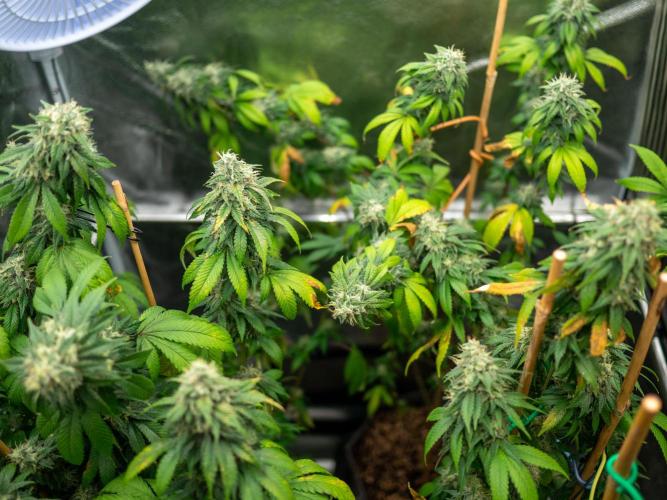 Ayahuasca Purple. Week 17