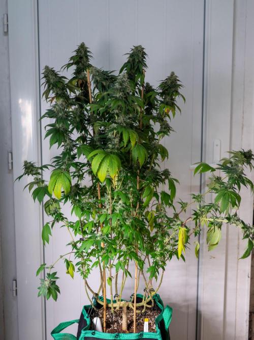 Cino's Ayahuasca Purple. Week 17