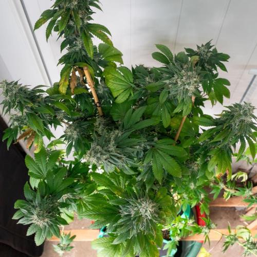 Cino's Ayahuasca Purple. Week 17