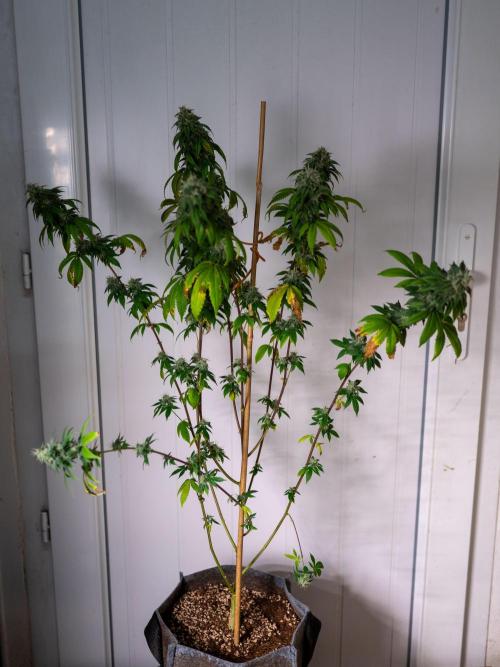 Cino's Ayahuasca Purple. Week 17