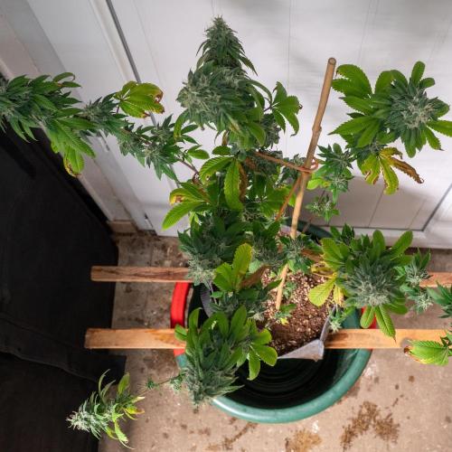 Cino's Ayahuasca Purple. Week 17