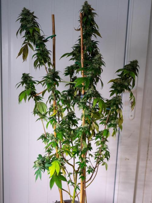 Cino's Ayahuasca Purple. Week 17