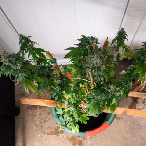 Cino's Ayahuasca Purple. Week 17