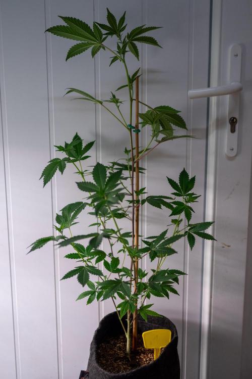 SOG Ayahuasca Purple (CLONES). Week 8