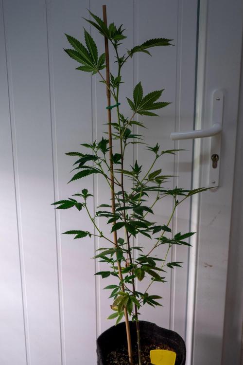 SOG Ayahuasca Purple (CLONES). Week 8