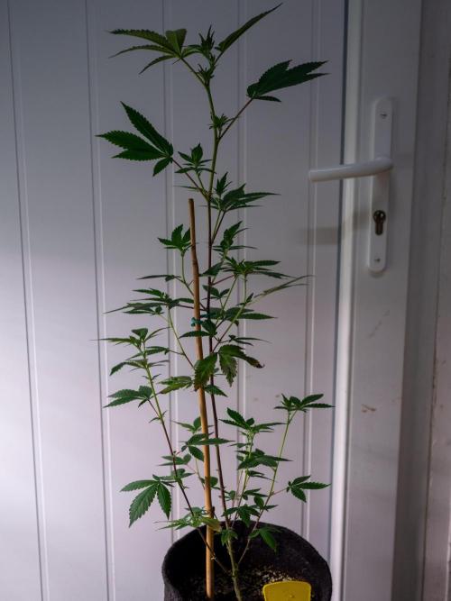 SOG Ayahuasca Purple (CLONES). Week 8