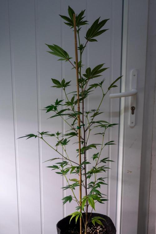 SOG Ayahuasca Purple (CLONES). Week 8