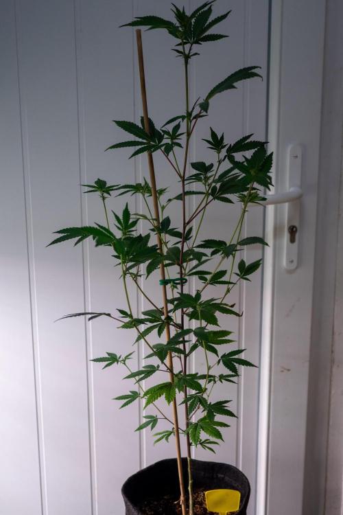 SOG Ayahuasca Purple (CLONES). Week 8