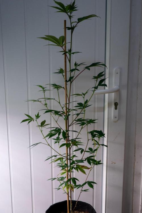 SOG Ayahuasca Purple (CLONES). Week 8