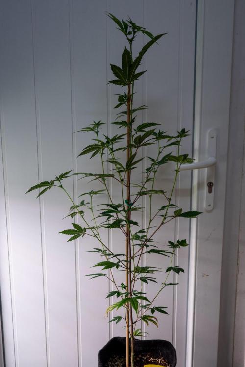 SOG Ayahuasca Purple (CLONES). Week 8