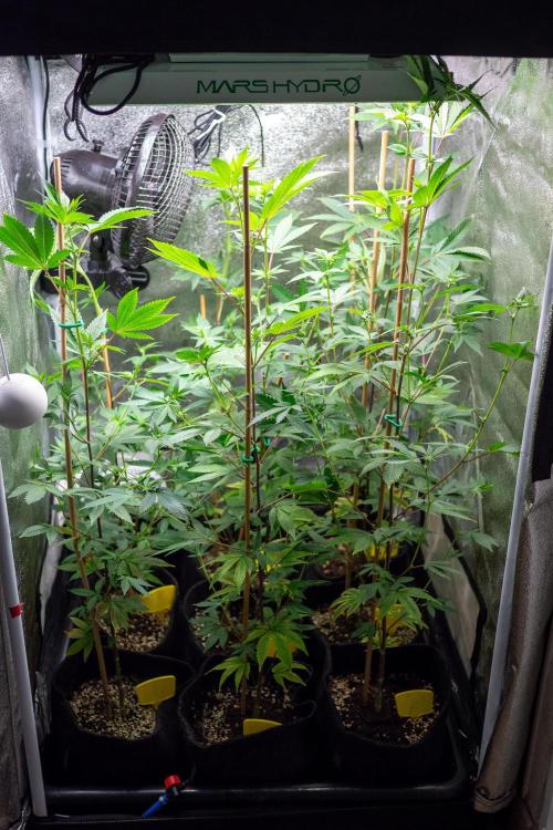 SOG Ayahuasca Purple (CLONES). Week 8