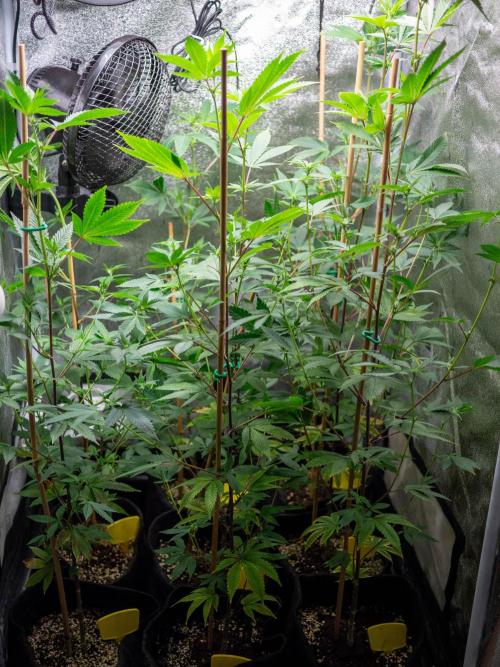 SOG Ayahuasca Purple (CLONES). Week 8