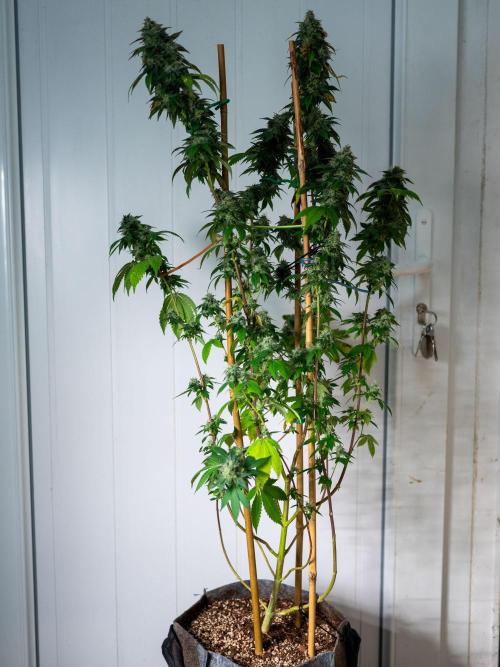 Cino's Ayahuasca Purple. Week 17 - 2026/04/19