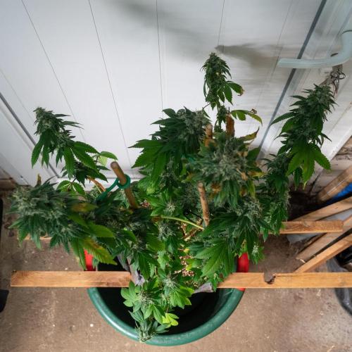 Cino's Ayahuasca Purple. Week 17 - 2026/04/19