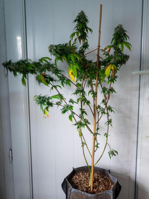 Cino's Ayahuasca Purple. Week 17 - 2026/04/19
