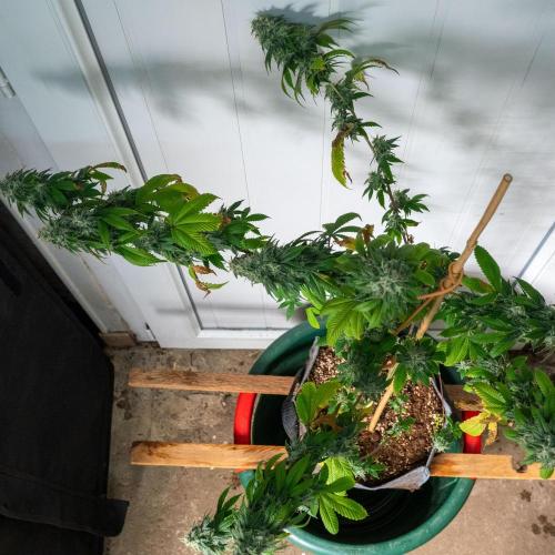 Cino's Ayahuasca Purple. Week 17 - 2026/04/19