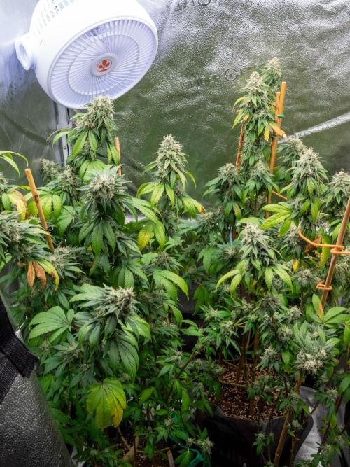 Cino's Ayahuasca Purple. Week 17 - 2026/04/19