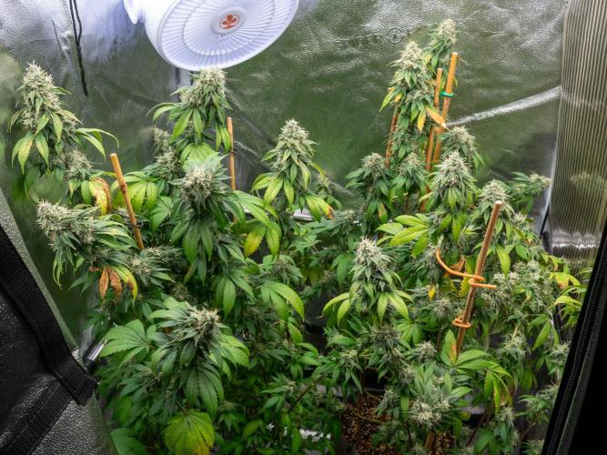 Cino's Ayahuasca Purple. Week 17 - 2026/04/19