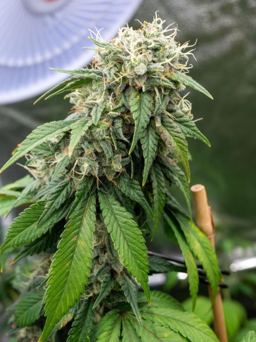 Cino's Ayahuasca Purple. Week 17 - 2026/04/19