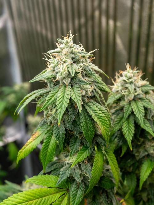 Cino's Ayahuasca Purple. Week 17 - 2026/04/19