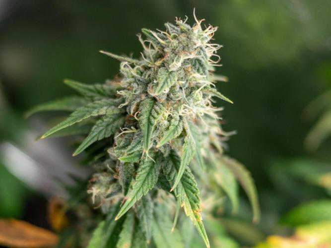 Cino's Ayahuasca Purple. Week 17 - 2026/04/19