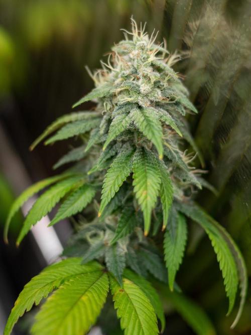 Cino's Ayahuasca Purple. Week 17 - 2026/04/19