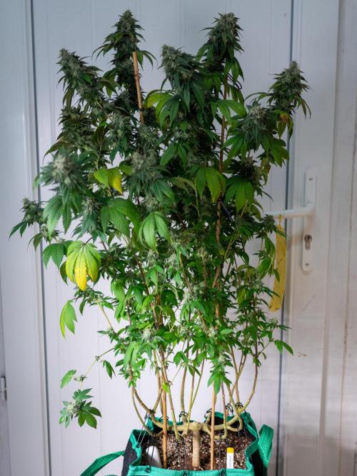 Cino's Ayahuasca Purple. Week 17 - 2026/04/20