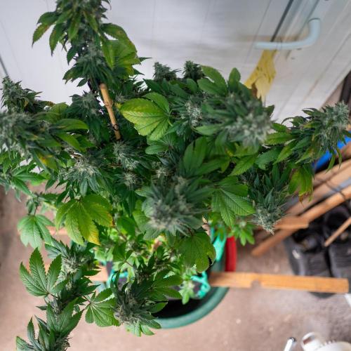 Cino's Ayahuasca Purple. Week 17 - 2026/04/20